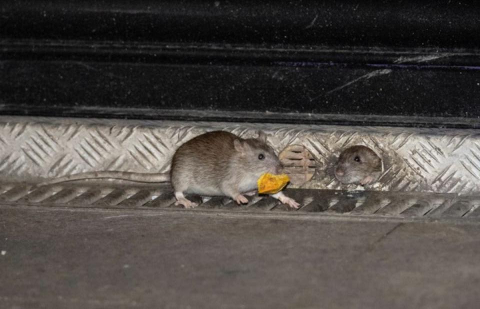 Rats searching for food in the East End (Jeremy Selwyn)