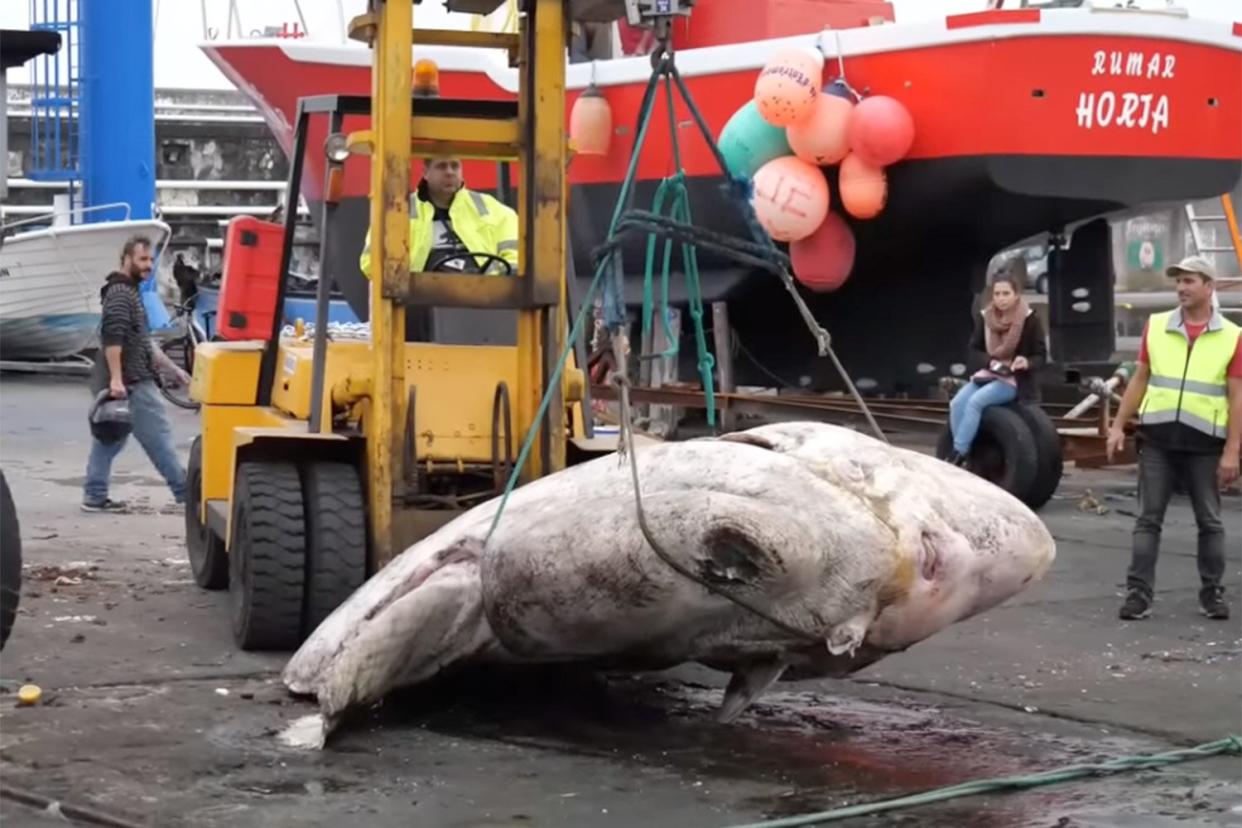 6,000 Lb. Sunfish Discovered Near Portugal Is Heaviest Recorded Bony Fish in the World