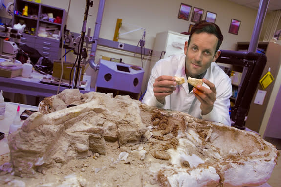 Dinosaur researcher Michael D'Emic analyzes dinosaur bones.