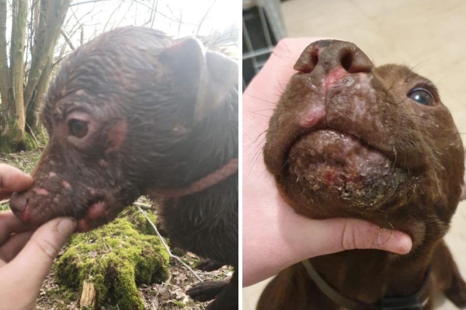 A Patterdale terrier known as Thugly who was attacked by a wild mammal <i>(Image: RSPCA)</i>