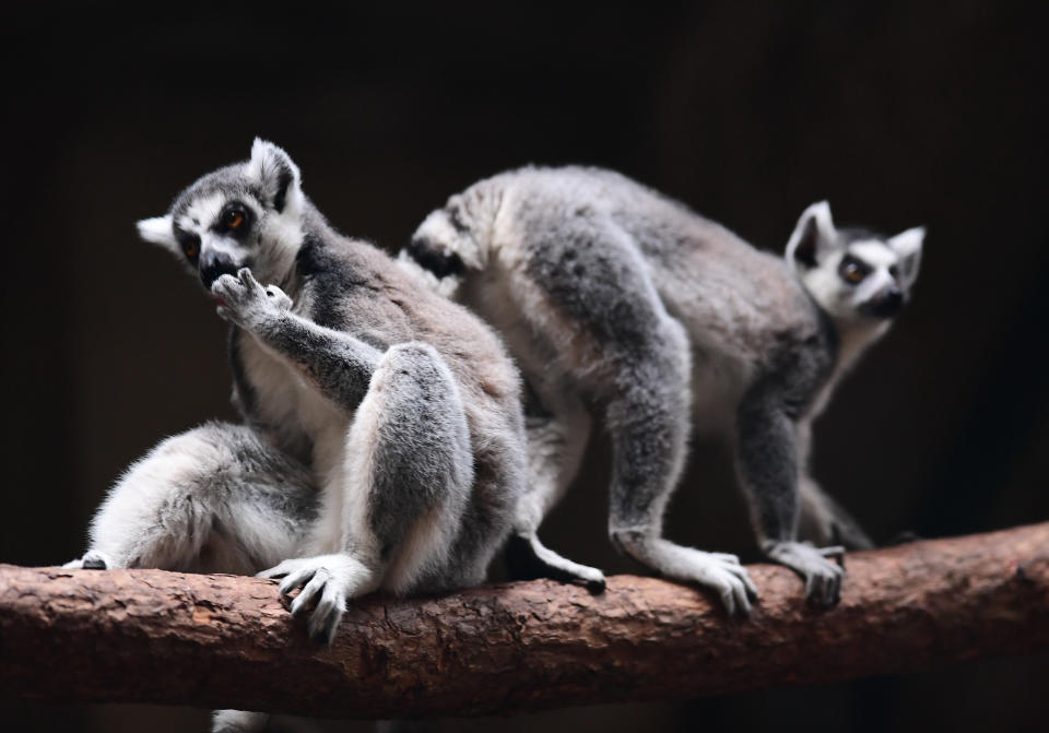 <p>Diese Lemuren machen es sich auf einem Ast bequem, während draußen Minustemperaturen herrschen. Während der Wintermonate leben die meisten Tiere des Zoos in Shenyang, China, in einem beheizten Tierhaus. (Bild: ddp Images/Sipa USA) </p>