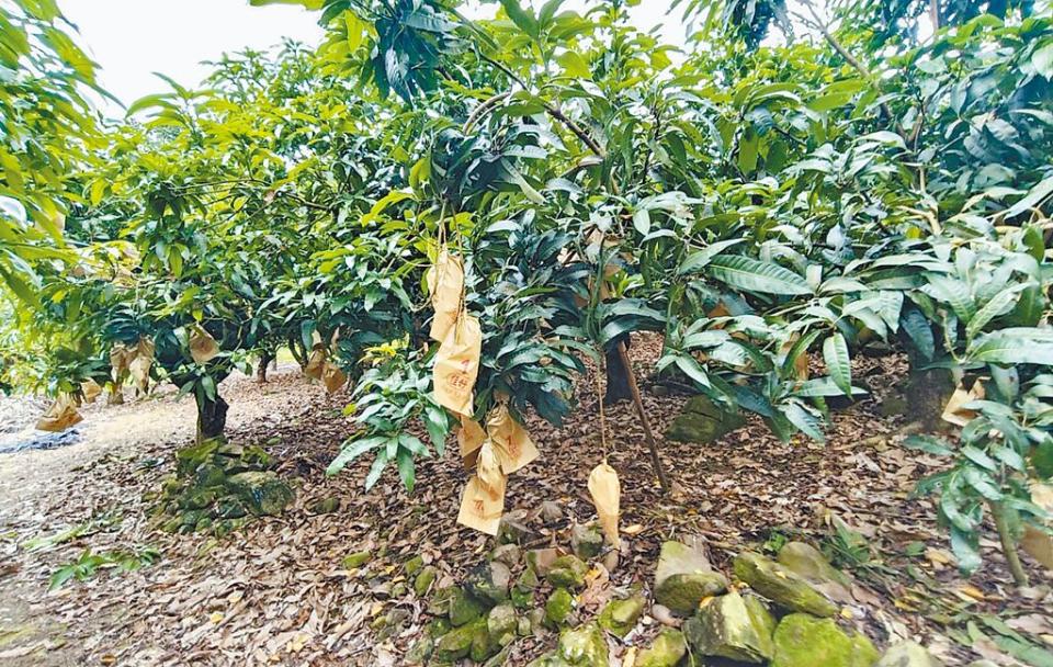桃源區復興里謝姓農友說，他種植7分地面積的金煌芒果，去年套袋2萬顆，今年才套袋2000顆，銳減許多。（林雅惠攝）