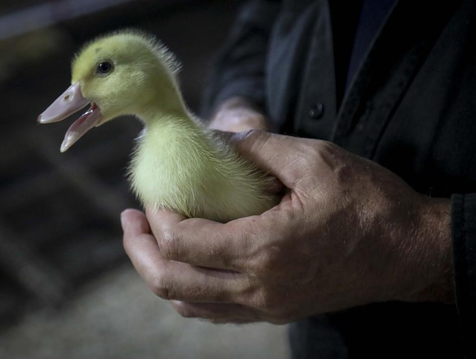FILE - In this July 18, 2019 file photo, Marcus Henley, operations manager for Hudson Valley Foie Gras duck farm, holds a Moulard duckling, a hybrid farm Peking duck and a South American Muscovy duck in Ferndale, N.Y. The sale of foie gras in New York City is about to be a faux pas. City council members on Wednesday, Oct. 30, are expected to pass a bill that bans the sale of fattened liver of a duck at restaurants, grocery stores or shops. (AP Photo/Bebeto Matthews, File)