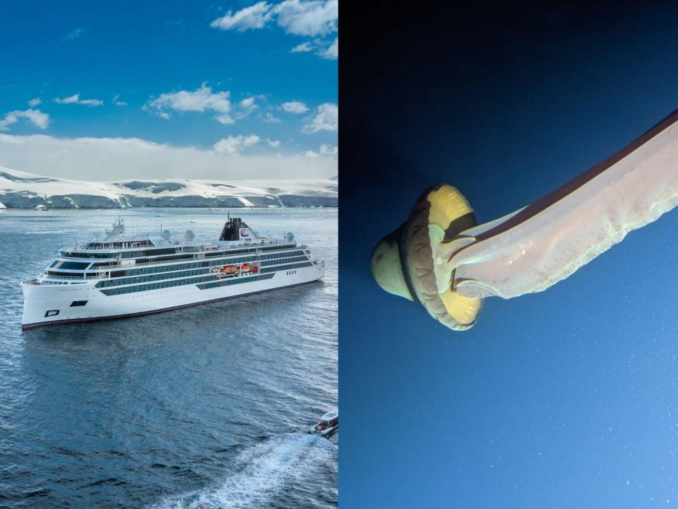 Touristinnen und Touristen erblickten während der Tauchfahrten der Viking Expedition riesige Phantomquallen – eine äußerst seltene Spezies. - Copyright: Viking Expedition; Mark Niesink/Viking Expedition