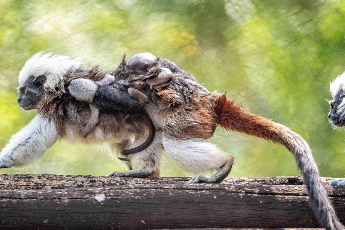 Cotton-top Tamarin