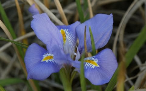 Iris Unguicularis - Credit: Peter Payne