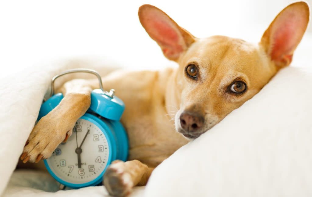 How the Start of Daylight Saving Time Affects Your Dog