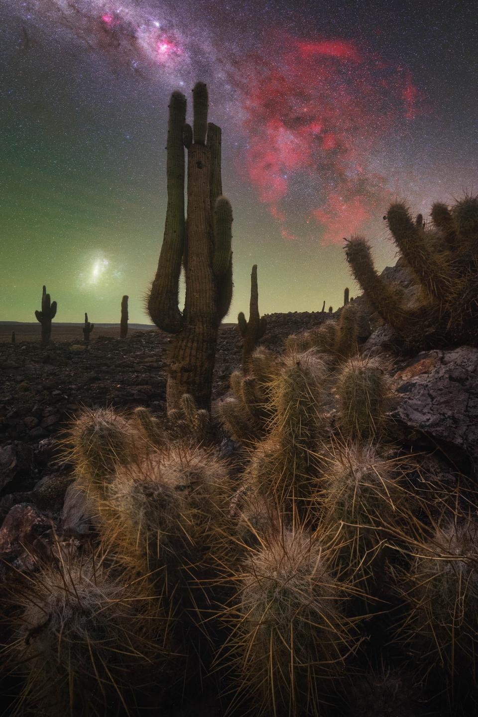 The Cactus Valley by Pablo Ruiz Gracía