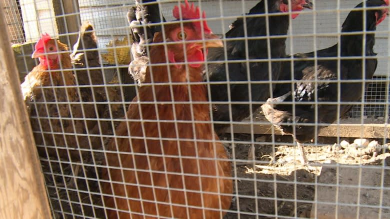 Corner Brook's backyard chicken test not ruffling feathers