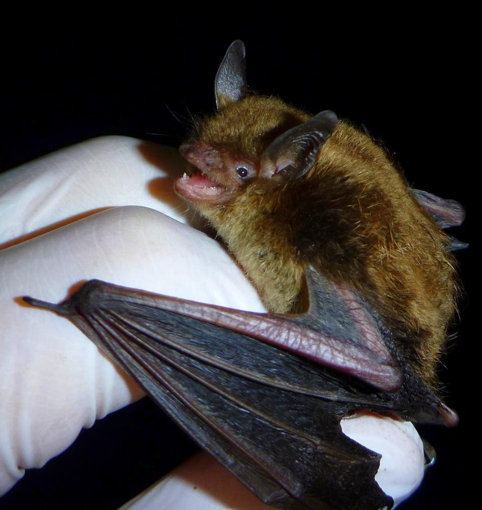 This Wikipedia image shows a wild brown bat. A bat found in Pueblo County tested positive for rabies, the Pueblo Department of Public Health and Environment said Friday, May 27, 2022.