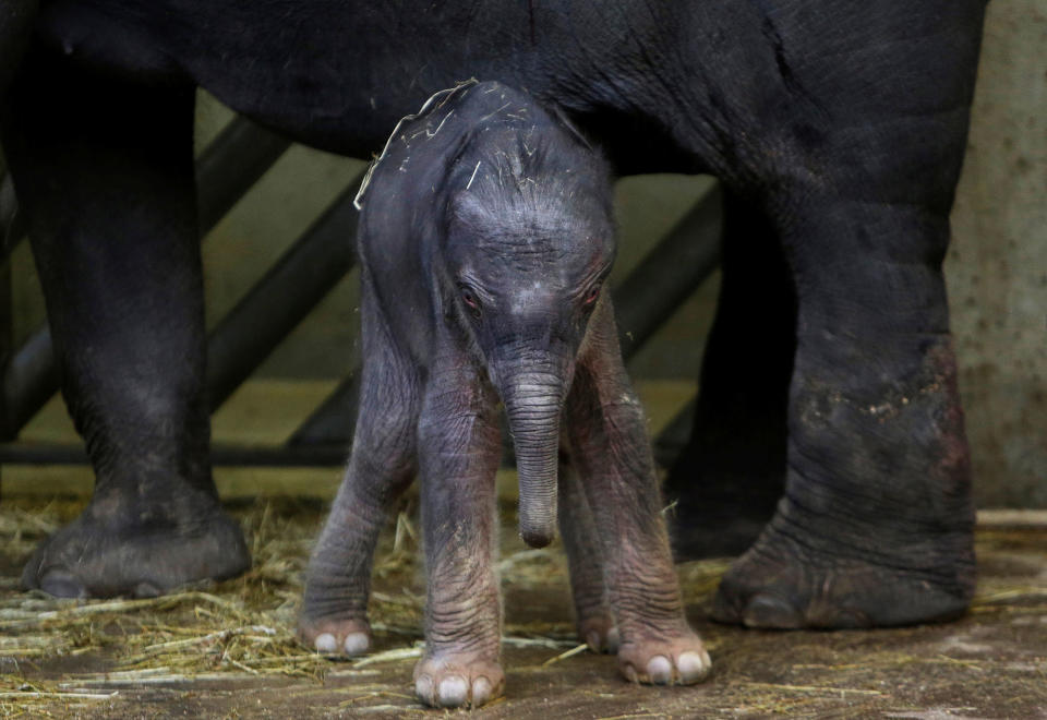 Baby elephant in Prague