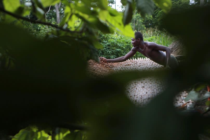 Agricultor en una plantación de cacao.