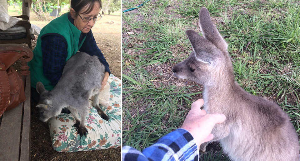 Lyn Gythner (left) holds a kangaroo in her arms, and (right) reaches out to a young joey on grass.