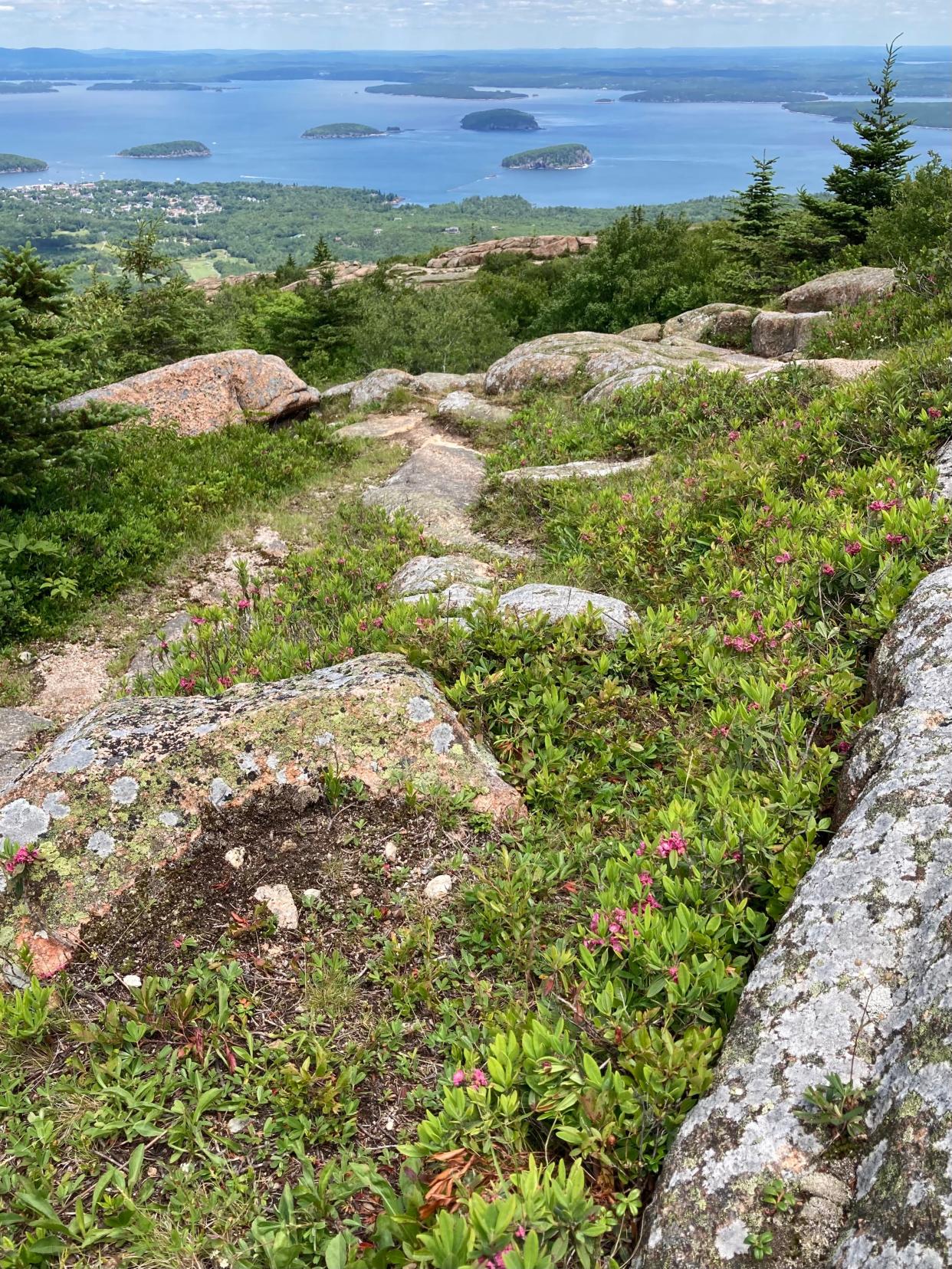 Wildflowers bloom among the rocks atop Cadillac Mountain at Acadia National Park in Maine. This summer, the National Park Service is requiring reservations to drive up Cadillac Summit Road to avoid overcrowding.