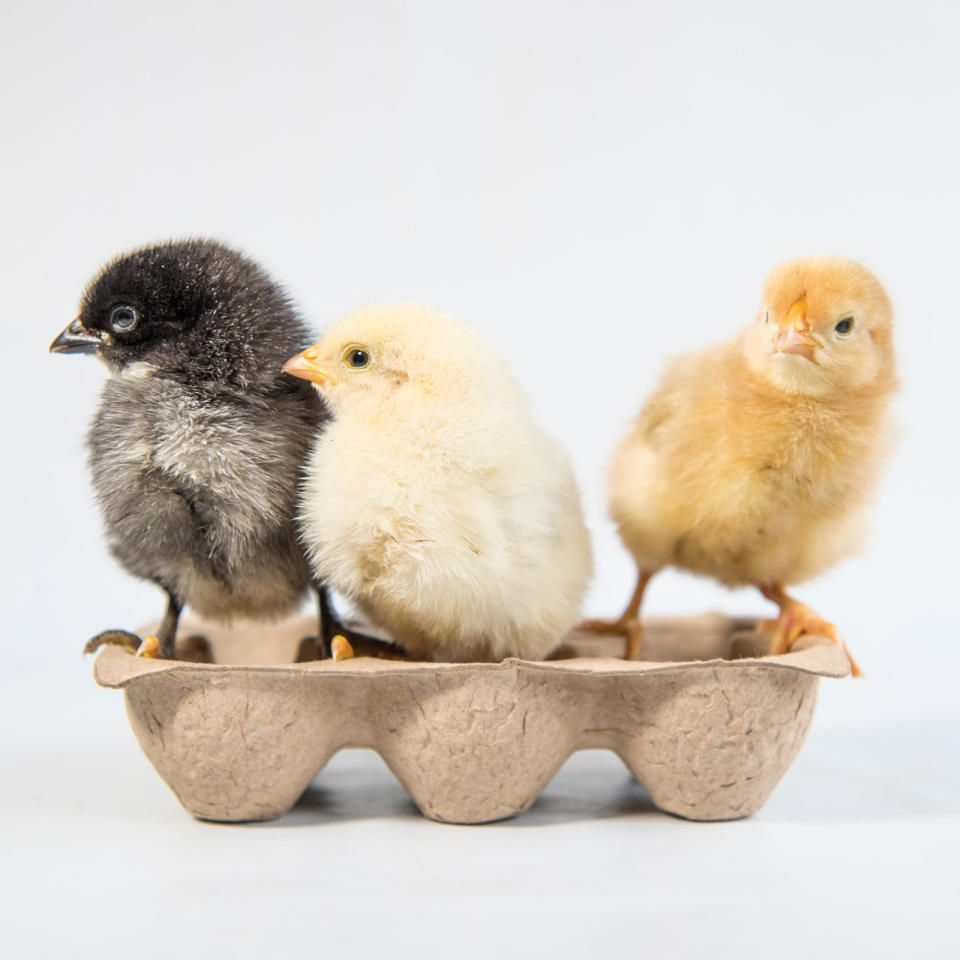 <p>Three chicks in an egg carton. (Photos: Alexandra C. Daley-Clark/sillychickens.com) </p>