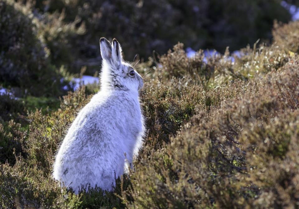 Mountain hares