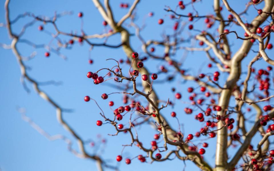 best tree for small gardens uk 2021 expert guide tips variety - Jonathan Buckley