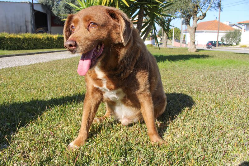 The dog, Bobi, that broke the record for oldest dog ever at 30 years-old, is pictured at Conqueiros, in Leiria