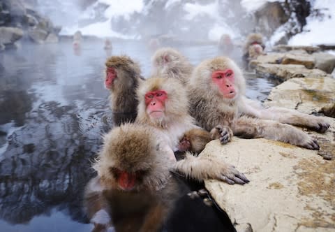 Snow monkeys in Japan - Credit: istock