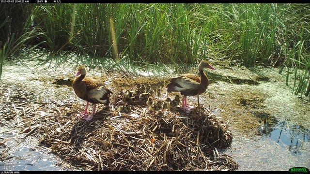 A pair of black-bellied whistling ducks and their babies rest atop an alligator nest in South Carolina.