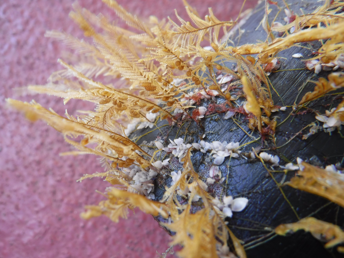 Coastal podded hydroid Aglaophenia pluma and open-ocean gooseneck barnacles Lepas living on floating plastic collected in the North Pacific Subtropical Gyre.