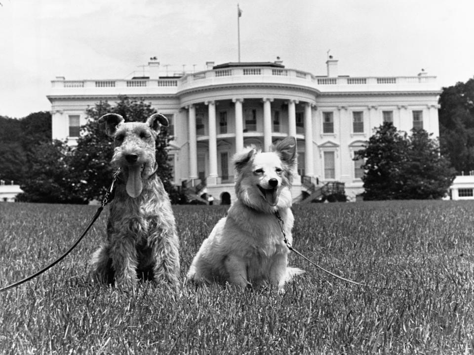 The Kennedy family dogs Charlie and Pushinka, at the White House in 1961.