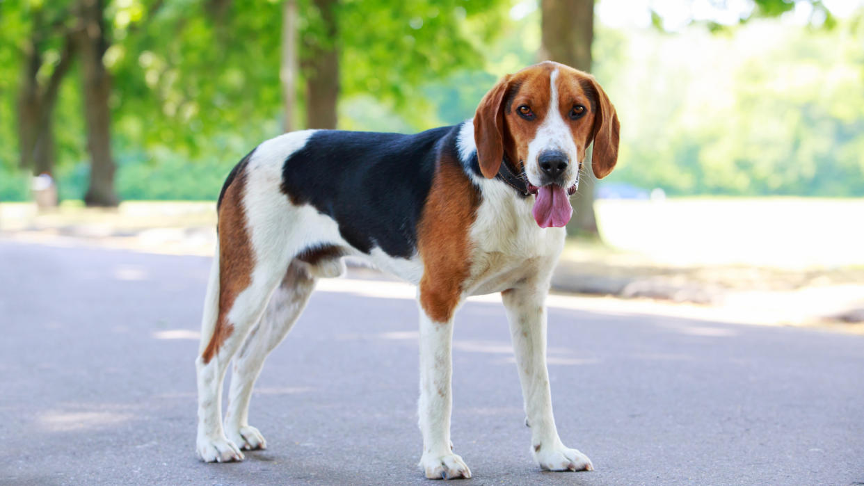 American foxhound young dog