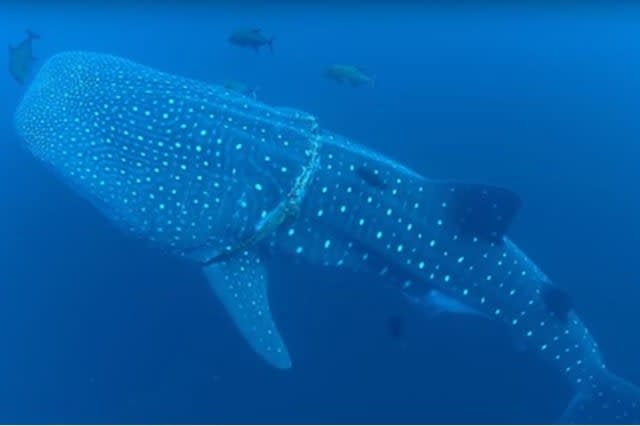 Brave diver cuts giant whale shark free from fishing rope