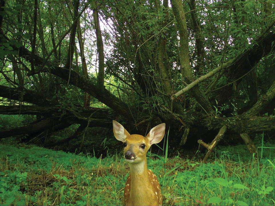 A white-tailed deer fawn is captured on a Snapshot Wisconsin trail camera.