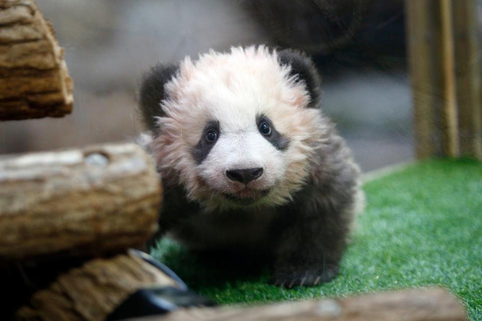 This is what a real panda cub looks like (AP)