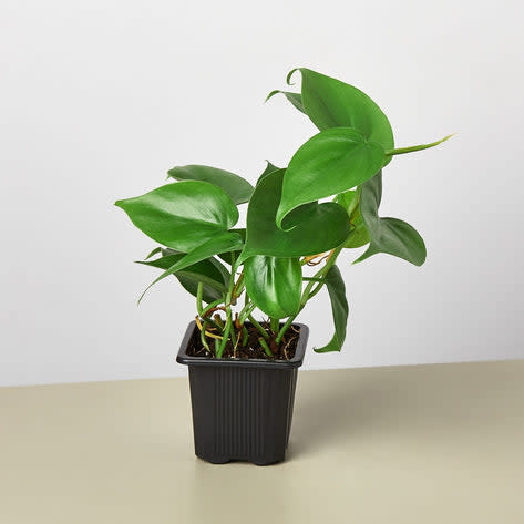 <p><a href="https://houseplantshop.com/collections/philodendrons/products/philodendron-cordatum-heartleaf" rel="nofollow noopener" target="_blank" data-ylk="slk:Shop Now;elm:context_link;itc:0;sec:content-canvas" class="link ">Shop Now</a></p><p>Philodendron Cordatum 'Heartleaf'</p><p>houseplantshop.com</p><p>$13.99</p>