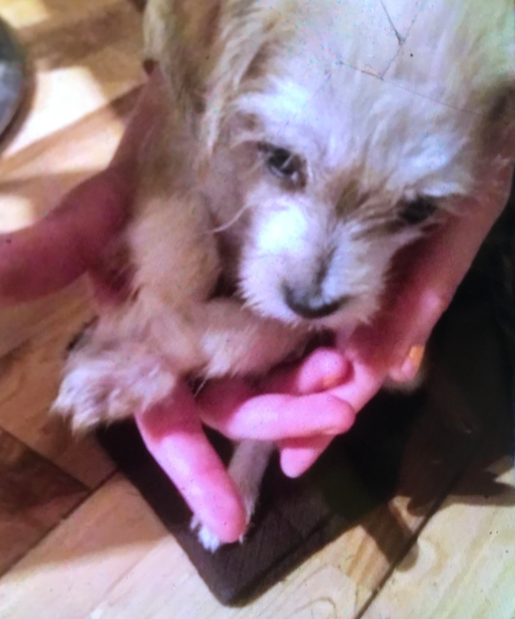 <em>The pup’s front paws were tied together with an elasticated hairband (RSCPA)</em>