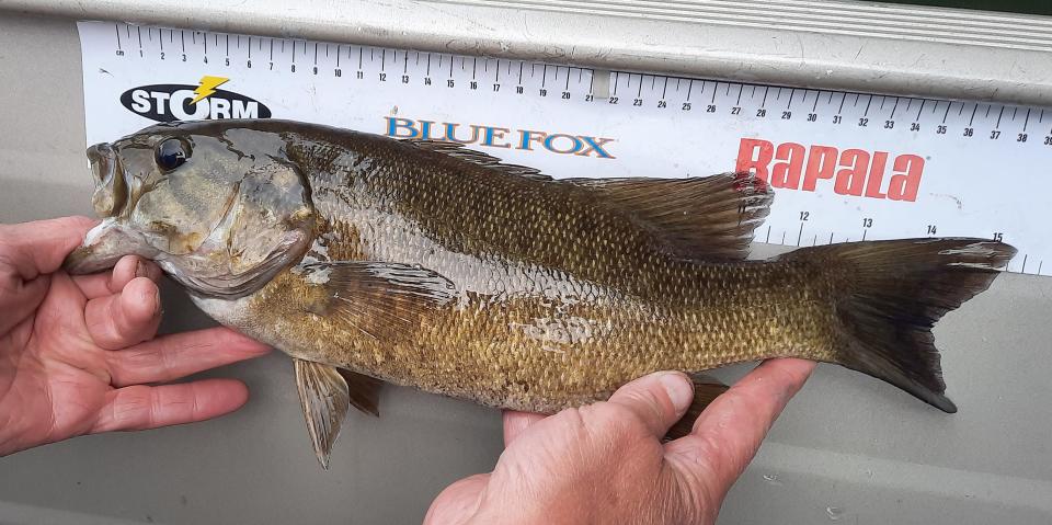 When bass fishing, it's helpful to have a tape measure or ruler to keep track of the size of fish you catch like this smallmouth bass.