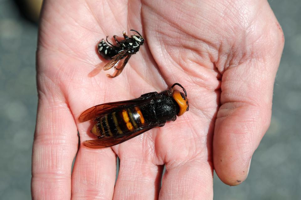 A Washington State Department of Agriculture entomologist holds a dead northern giant hornet, bottom, next to a native bald-faced hornet in this May 2020 picture.