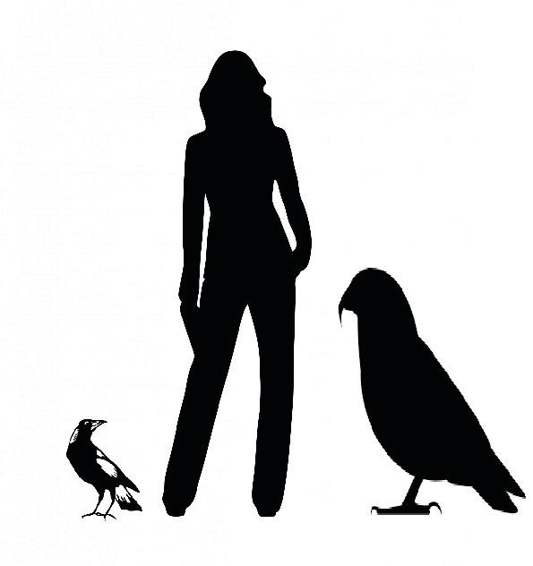 Graphic of Heracles inexpectatus next to an average height person and common magpie (Professor Paul Scofield, Canterbury Museum)