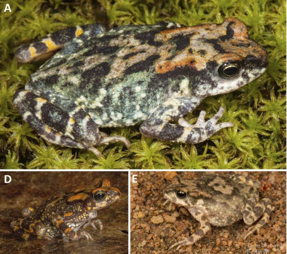 Female Poyntonophrynus fernandae, or Fernanda’s pygmy toads. Photos from L. Verburgt and Baptista, Pinto, Keates, Lobón-Rovira, Edwards and Rödel (2023)