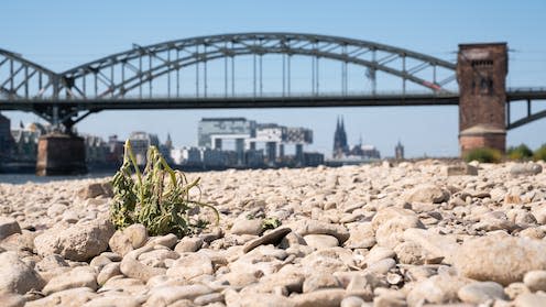 <span class="caption">The drought-affected Rhine River in Cologne, Germany, August 2022.</span> <span class="attribution"><span class="source">alfotokunst / shutterstock</span></span>