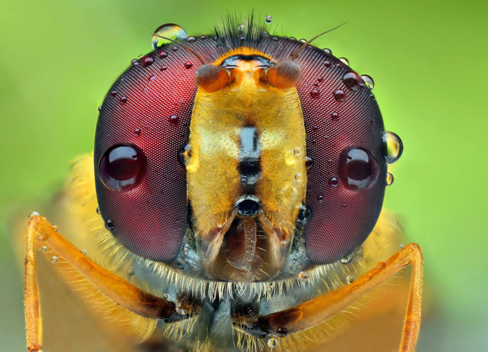 Water droplets on an insect's eyes. (PIC BY IRENEUSZ IRASS WALEDZIK / CATERS NEWS)