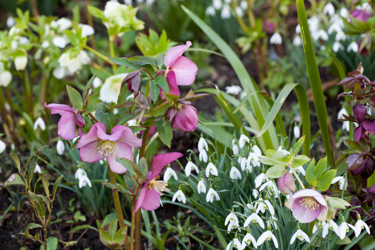  A garden border in winter with snowdrops and hellebores. 
