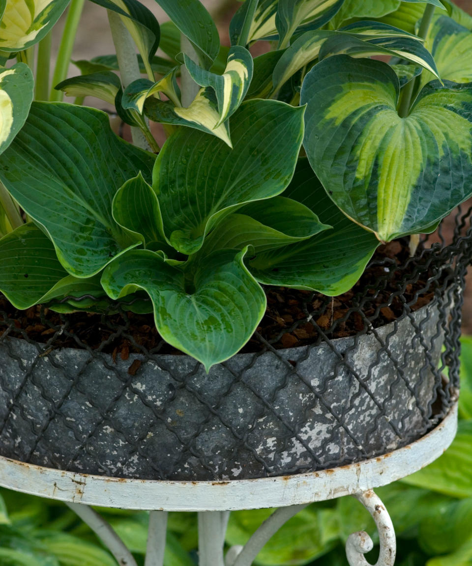 hosta plants growing in a planter on a raised planting table