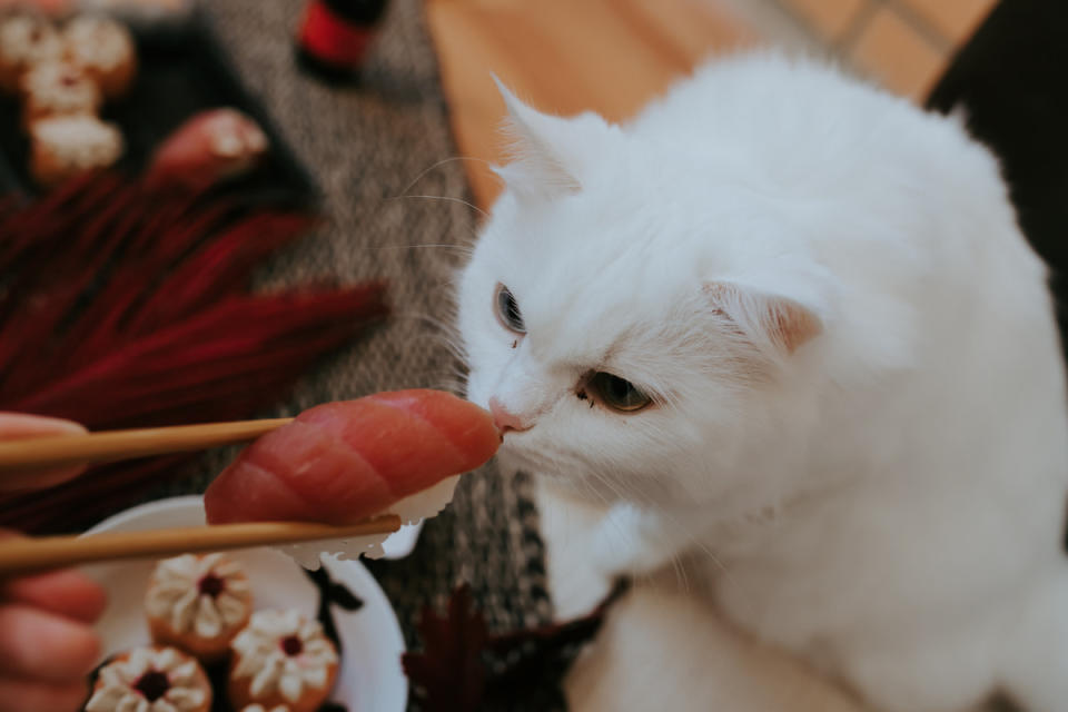 A white cat sniffing a piece of sushi<p>Ekaterina Lakeeva via Shutterstock</p>