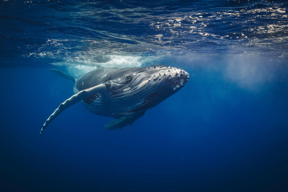 Underwater photograph of marine life, by photographer Jay Clue