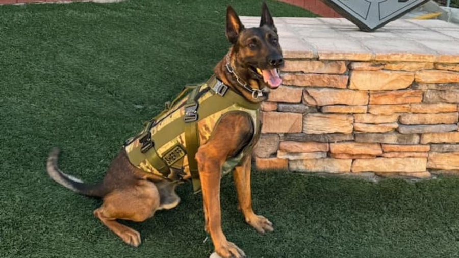 “K-9 Kjeld” aka “Kid” is seen in an image provided by the Los Angeles County Sheriff’s Department.