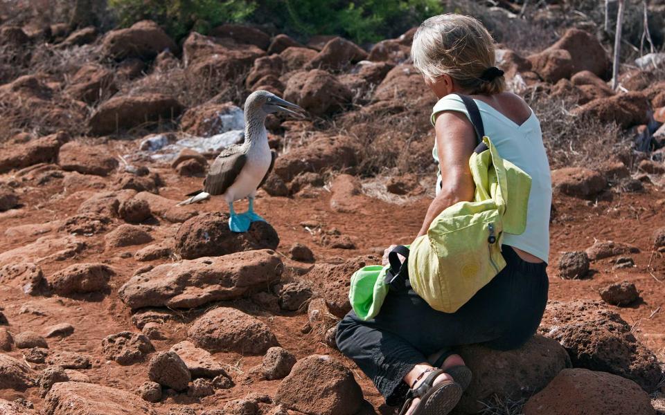 Blue-footed boobies in the Galapagos Islands, Ecuador