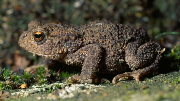 PHOTO: A Bufo Toad - also known as a Cane Toad (Universal Images Group via Getty Images)