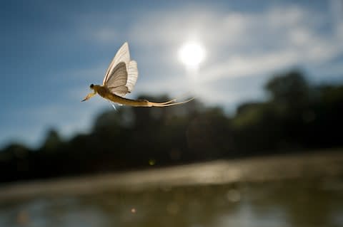 The blooming of the Tisza happens in June - Credit: getty