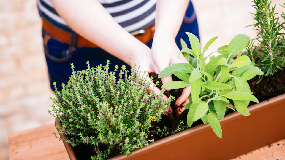 A planter containing three types of herb