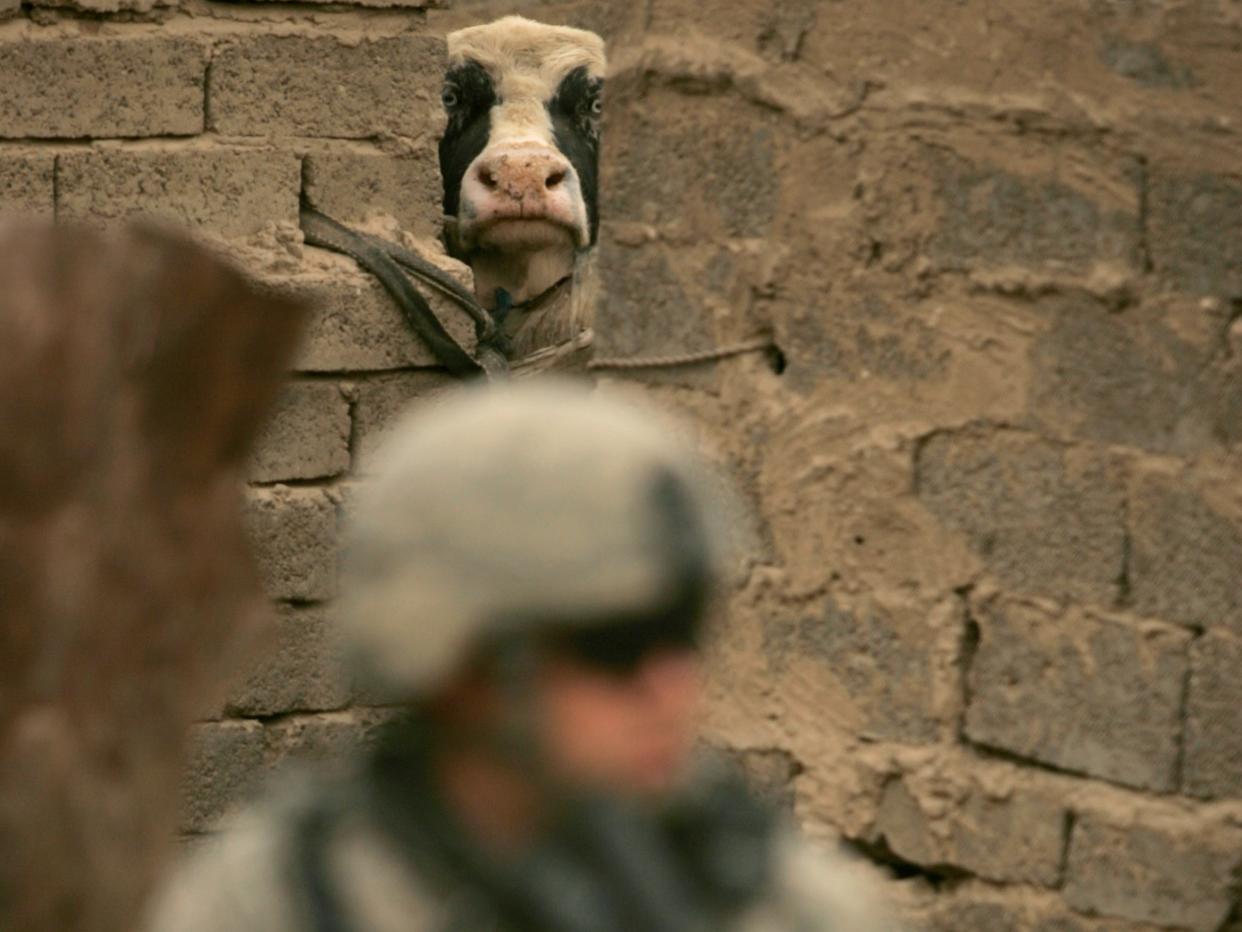 cow bomb iraq