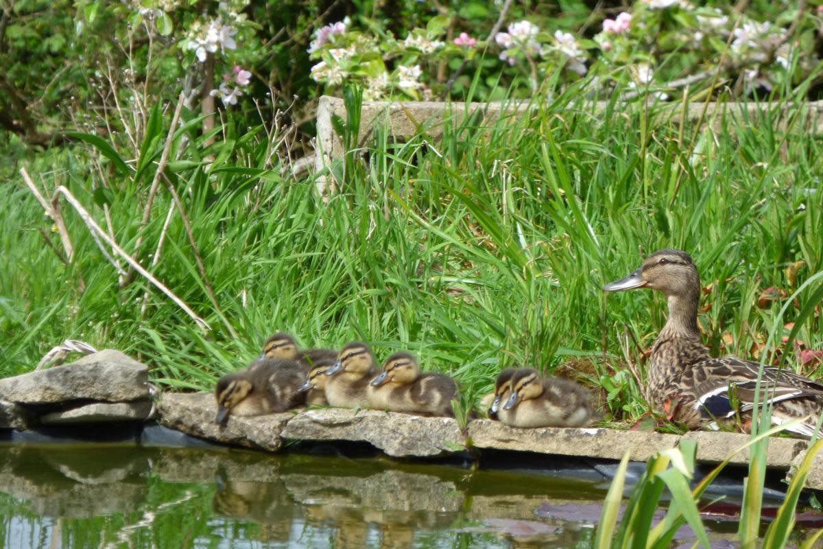 7 ducklings visit Island garden with their mum and dad, <i>(Image: Anne Kendall)</i>