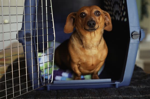 Whether you are at home or in a shelter, you want to make your pet's environment as stress-free as possible if they are riding out Hurricane Milton with you. 